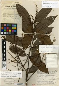 Holotype of Mischocarpus macrobotrys Merrill & L. M. Perry [family SAPINDACEAE]
