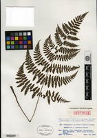 Isotype of Cornopteris tashiroi Tagawa [family ATHYRIACEAE]