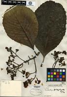 Isotype of Eriobotrya platyphylla Merrill [family ROSACEAE]