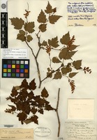 Lectotype of Neillia ribesioides Rehder [family ROSACEAE]