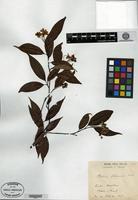 Type of Photinia fokiensis Franchet ex Cardot [family ROSACEAE]