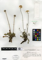 Type of Cephalaria daghestanica Bobrov [family DIPSACACEAE]