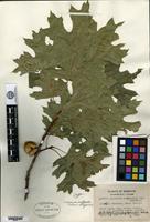 Type of Quercus mutabilis E. J. Palmer & Steyermark [family FAGACEAE]