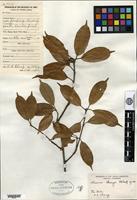 Type of Quercus chungii F. P. Metcalf [family FAGACEAE]