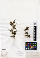 Isotype of Morus inusitata H. Léveillé [family MORACEAE]