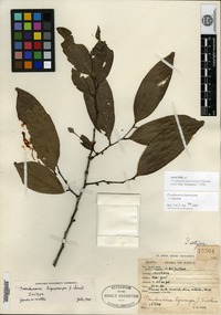 Isotype of Pseuduvaria lignocarpa J. Sinclair [family ANNONACEAE]