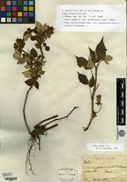 Isotype of Rubus diamonticus H. Lév. [family ROSACEAE]