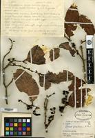 Holotype of Litsea papillosa C. K. Allen [family LAURACEAE]
