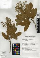 Isotype of Flindersia brassii T. G. Hartley & B. Hyland [family RUTACEAE]