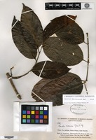 Isotype of Banisteriopsis brevipedicellata B. Gates [family MALPIGHIACEAE]