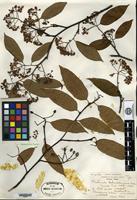 Type of Photinia schneideriana Rehder & E. H. Wilson [family ROSACEAE]