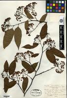 Type of Photinia schneideriana Rehder & E. H. Wilson [family ROSACEAE]