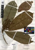 Isotype of Melanochyla elmeri Merrill [family ANACARDIACEAE]