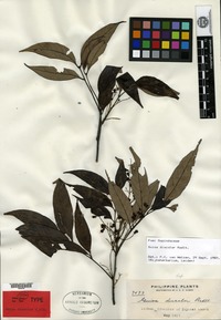 Type of Guioa discolor Radlkofer [family SAPINDACEAE]