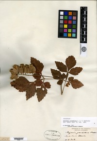 Isosyntype of Serjania colombiana Radlkofer [family SAPINDACEAE]