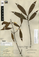 Holotype of Quercus gracilior C. H. Müller [family FAGACEAE]