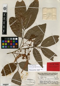 Holotype of Arytera pseudofoveolata H. Turner [family SAPINDACEAE]