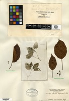 Type of Cornus esquirolii H. Léveillé [family CORNACEAE]