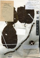 Holotype of Anthocephalus indicus A. Richard var. glabrescens H. L. Li [family RUBIACEAE]