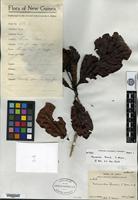 Isotype of Neonauclea brassii S. Moore [family RUBIACEAE]
