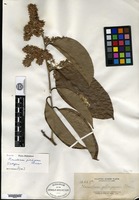 Isotype of Homalium gitingense Elmer [family FLACOURTIACEAE]