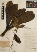 Isotype of Terminalia archipelagi Coode [family COMBRETACEAE]