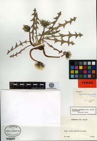 Isotype of Taraxacum laeticolorifrons G. E. Haglund [family ASTERACEAE]