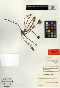 Isotype of Taraxacum neoaellenii Soest [family ASTERACEAE]