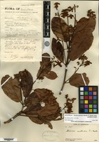 Type? of Hoffmannia macrosiphon Standley [family RUBIACEAE]