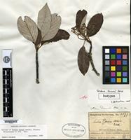 Isotype of Sorbus dunnii Rehder [family ROSACEAE]