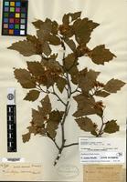 Syntype of Crataegus eximia Beadle [family ROSACEAE]