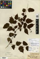 Syntype of Neillia sinensis Oliver f. glanduligera Hemsley ex Rehder [family ROSACEAE]