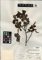 Type? of Salix coggygria Handel-Mazzetti [family SALICACEAE]