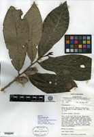 Isotype of Pouteria pullenii Vink [family SAPOTACEAE]