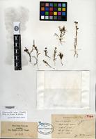 Type of Matricaria aurea Loefling [family ASTERACEAE]