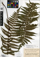 Isotype of Deparia pycnosora (Christ) M. Kato var. mucilagina M. Kato [family ATHYRIACEAE]