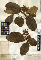 Syntype of Eriobotrya prinoides Rehder & E. H. Wilson [family ROSACEAE]