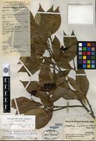 Type of Photinia amphidoxa (C. K. Schneider) Rehder & E. H. Wilson var. kwangsiensis F. P. Metcalf [family ROSACEAE]