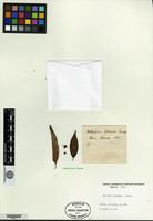 Type of Photinia fokiensis Franchet ex Cardot [family ROSACEAE]