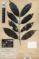Isolectotype of Pavetta pseudamboinica Korthals [family RUBIACEAE]