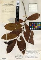 Holotype of Litsea breviumbellata C. K. Allen [family LAURACEAE]