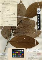 Holotype of Litsea perglabra C. K. Allen [family LAURACEAE]