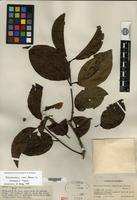 Type of Banisteriopsis inebrians C. V. Morton [family MALPIGHIACEAE]