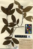 Isosyntype of Photinia amphidoxa (C. K. Schneider) Rehder & E. H. Wilson var. amphileia Handel-Mazzetti [family ROSACEAE]