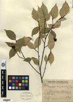 Isotype of Photinia hirsuta Hand.-Mazz. [family ROSACEAE]