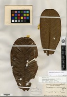Holotype of Campnosperma panamensis Standley [family ANACARDIACEAE]