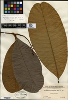 Isotype of Melanochyla ferruginea Merrill [family ANACARDIACEAE]