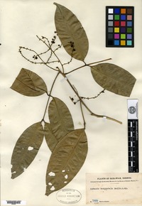 Type? of Aphania dasypetala Radlkofer [family SAPINDACEAE]