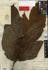 Holotype of Cupaniopsis kajewskii Merrill & L. M. Perry [family SAPINDACEAE]
