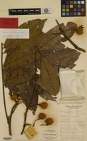 Isotype of Cupaniopsis rhytidocarpa Adema [family SAPINDACEAE]